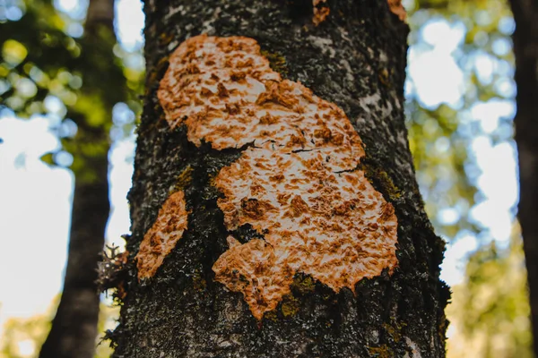 Wachstum Eines Gelb Weißen Pilzes Auf Der Rinde Eines Baumes — Stockfoto