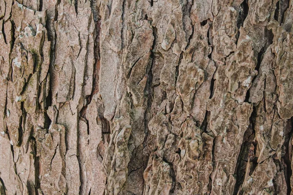 Kastanienbaumrinde Ansicht Von Unten Nahaufnahme — Stockfoto