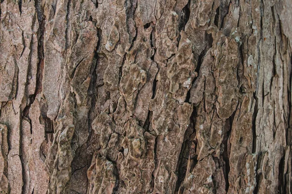 Blaffende Kastanjeboom Onderaanzicht Close — Stockfoto