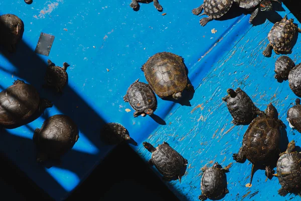 Черепахи Синем Фоне Греческая Платформа Солнце — стоковое фото