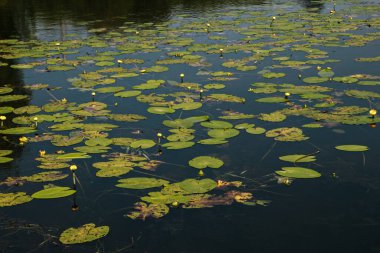 Düz yeşil nilüfer yaprakları göletin yüzeyinde ve küçük sarı nilüfer çiçekleri suyun üzerinde yükselir.