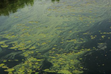 Yeşil ördek otu göletin yüzeyine yayılır.