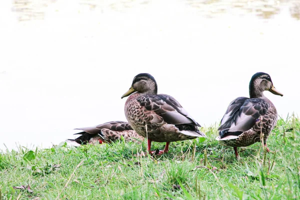 Les Canards Sauvages Sont Assis Dans Herbe Sur Rivage Près — Photo