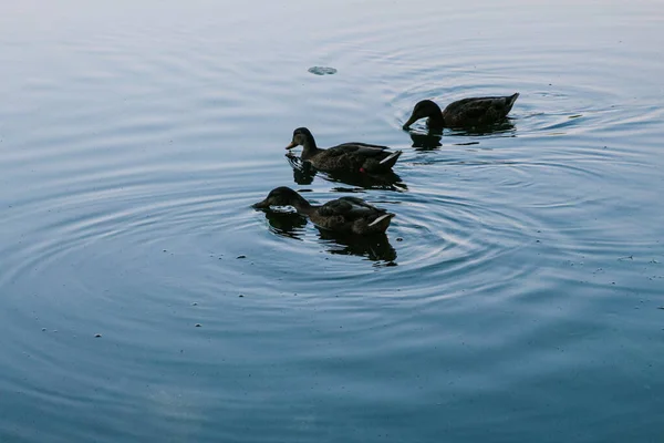 野鸭在池塘里游泳 — 图库照片