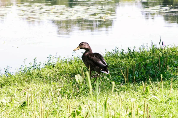 Wild Ducks Sit Grass Shore Pond — Stock Photo, Image