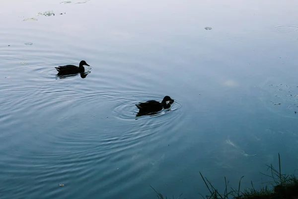 Wild Ducks Swim Pond — Stock Photo, Image