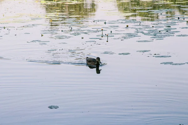 Wild Ducks Swim Pond — Stock Photo, Image