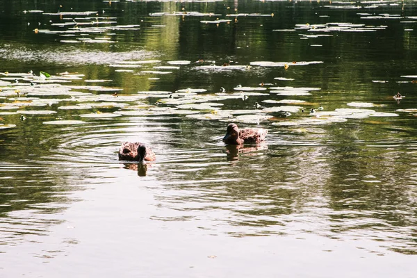 野鸭在池塘里游泳 — 图库照片