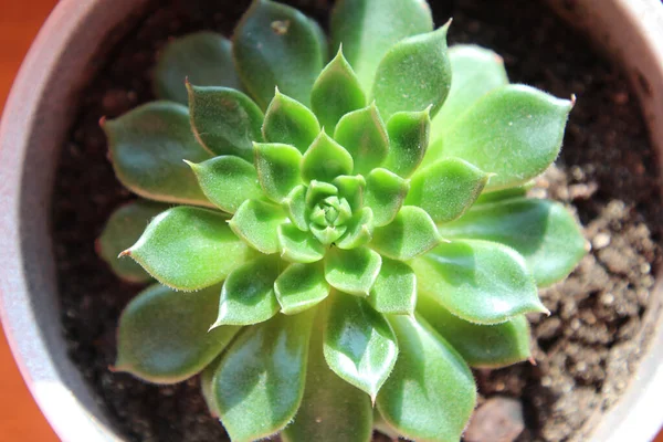 Succulent Echeveria Stands Windowsill Close — Stock Photo, Image