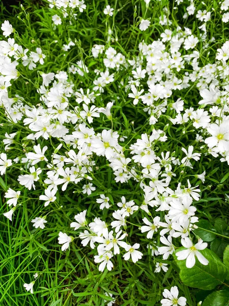Маленькі Білі Квіти Фоні Зеленого Килима Листя Весна — стокове фото