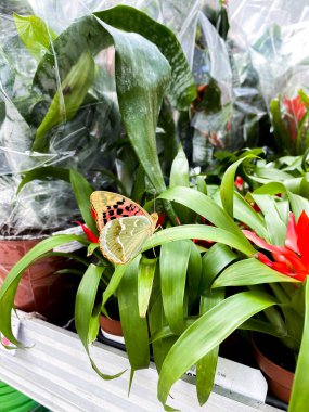 Turuncu ve siyah kanatlı kelebek, süpermarkette kırmızı çiçekli tropikal bir bitkinin üzerinde oturur.