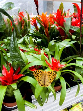 Turuncu ve siyah kanatlı kelebek, süpermarkette kırmızı çiçekli tropikal bir bitkinin üzerinde oturur.