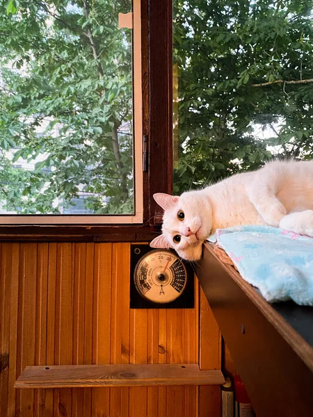 Pisică Mare Albă Ochi Galben Verzi Află Raft Balcon Agățat — Fotografie, imagine de stoc