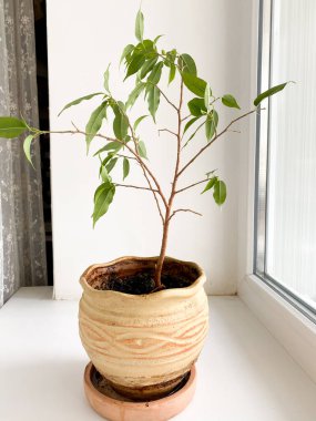 Pencere kenarındaki seramik bir saksıda bulunan saksı