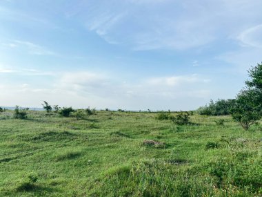 Mavi gökyüzünün altındaki yeşil çayır