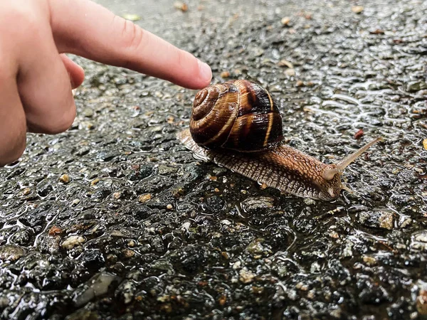 子供たちは指で大きなブドウのカタツムリの濡れたアスファルトの上をクロールし 指とカタツムリのクローズアップビューに触れる コンセプト 自然を守り 地球を救う — ストック写真