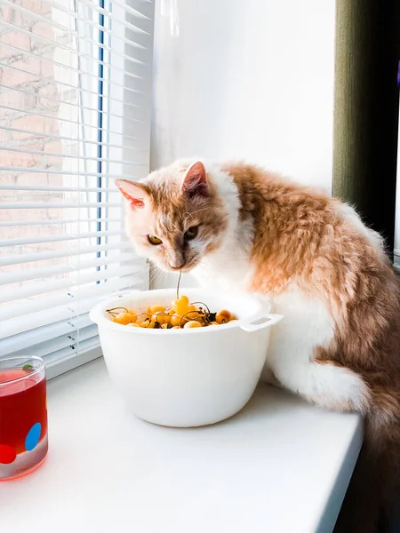 Beyaz-kırmızı kedi pencere kenarında oturur ve sarı kirazları yer.