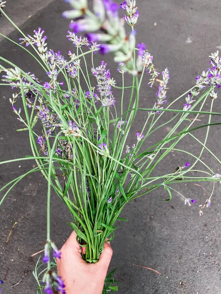 Boeket Lavendel Hand Een Achtergrond Van Grijs Asfalt — Stockfoto