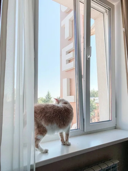 Pisică Păr Ondulat Portocaliu Alb Stă Pervazul Ferestrei Într Hotel — Fotografie, imagine de stoc