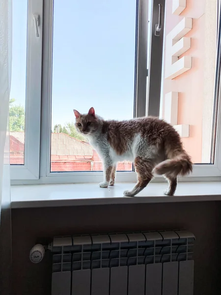 Gato Con Pelo Anaranjado Blanco Ondulado Está Parado Alféizar Ventana — Foto de Stock