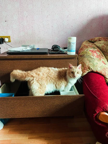 Pisică Roșie Albă Rasă Ondulată Perm Așezată Într Piept Sertare — Fotografie, imagine de stoc