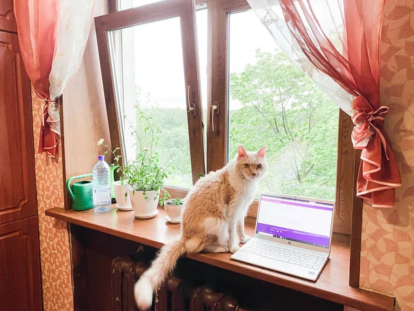 Perma cinsinden dalgalı saçlı kırmızı beyaz bir kedi çiçeklerin ve açık bir dizüstü bilgisayarın yanındaki pencere eşiğinde oturur.