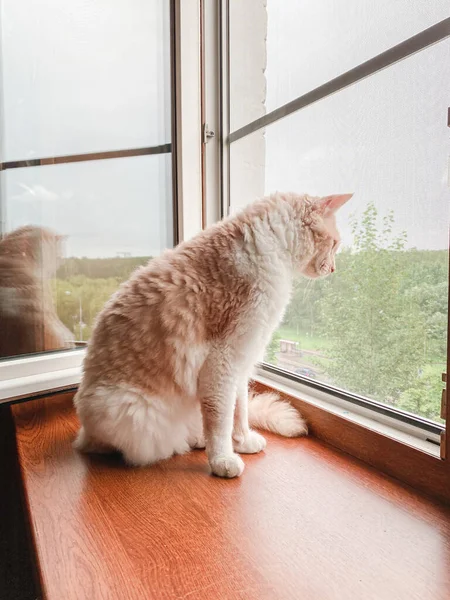 Dalgalı saçlı büyük bir kedi pencere eşiğinde oturur.