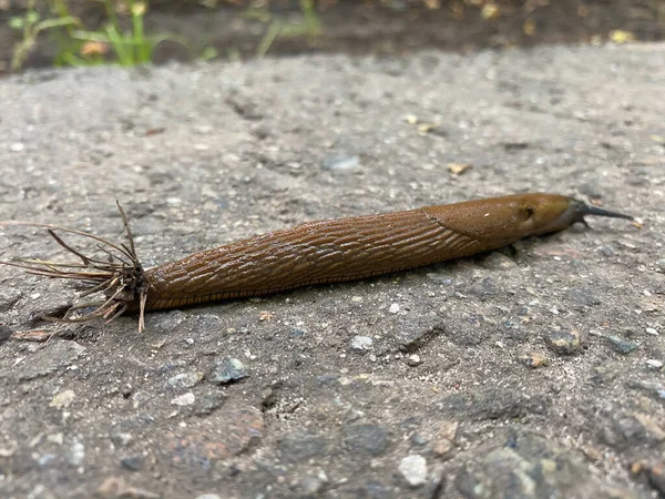 Una Babosa Con Agujas Abeto Cola Arrastra Sobre Asfalto — Foto de Stock