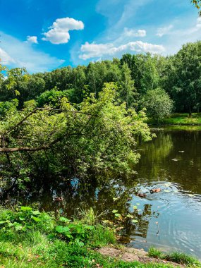 Yüzen yaban ördekleri ve yüzeyinde nilüfer yaprakları olan pitoresk bir gölet.