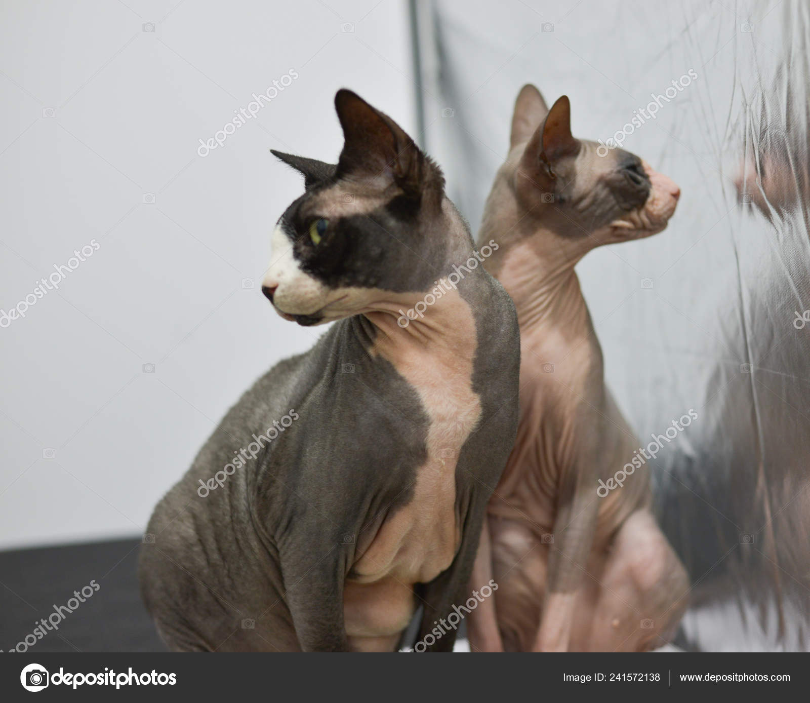 Two Cats Sitting Together Snuggling Each Other Love Cats