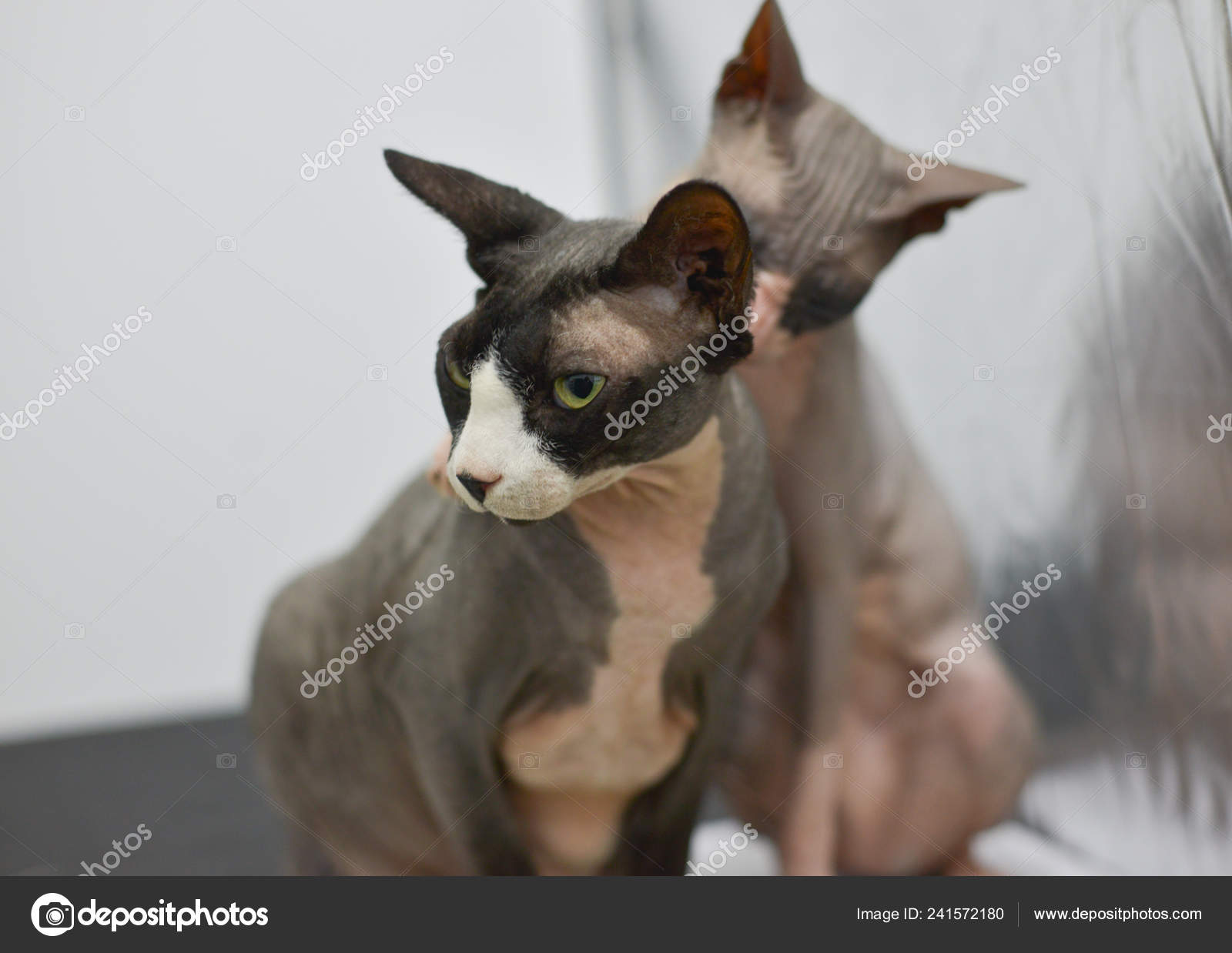 Two Cats Sitting Together Snuggling Each Other Love Cats
