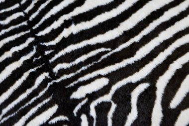 Zebra doku halı arka plan