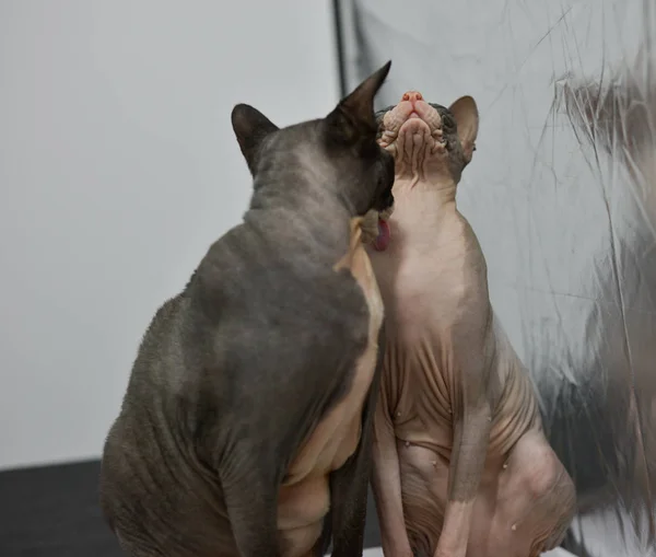 Two cats are sitting together and snuggling each other , love between cats