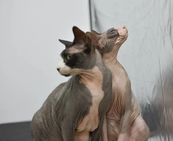 Two cats are sitting together and snuggling each other , love between cats