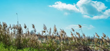 sazlık Gölü ile mavi gökyüzü arka plan yeşil çim ile temizleyin