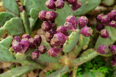 Doğu inciri kaktüs 