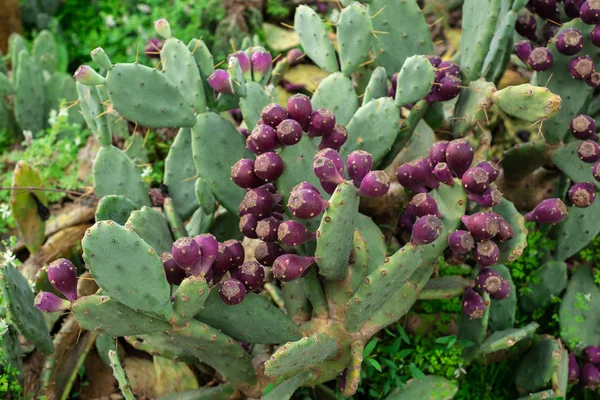 Oostelijke Prickly Pear Cactus — Stockfoto