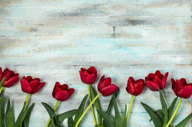 kopya alanı, düz yatıyordu, en iyi görünüm, Dünya Kadınlar Günü kavramı mavi zemin üzerine kırmızı lale