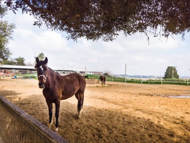 kahverengi at çiftliğinde 