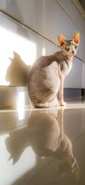 sphynx or sphinx hairless cat is sitting on the floor