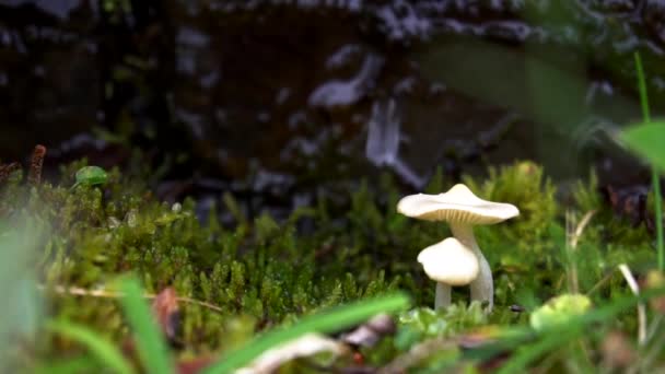 Champignon blanc sur la mousse et l'eau qui coule  