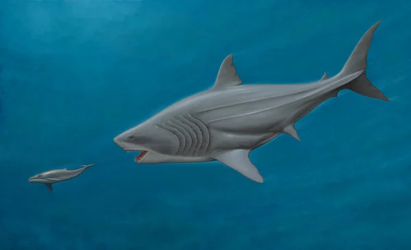 Megalodon — Zdjęcie stockowe