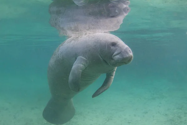 Florida Manatee Underwater Crystal River — стоковое фото