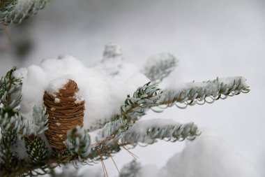 Snow on Korean Fir Branch clipart