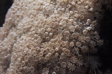 Nabız gibi atan Xenia'da Dahab, Mısır, Kızıldeniz