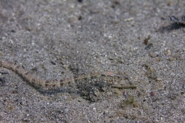 Schultz Pipefish Red Sea'deki/daki Dahab, Mısır kapalı