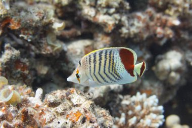 Taç Butterflyfish mercan Dahab, Mısır kapalı Red Sea'deki/daki üzerinde