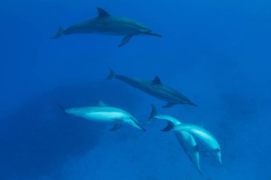 Pod Hawaii dönücü yunus Kona, Hawaii büyük ada, kapalı