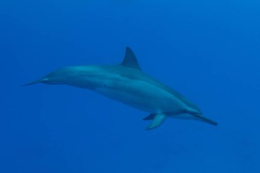 Kona, Hawaii, Big Island off Hawaii dönücü yunusu