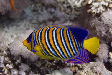 Kızıldeniz Dahab, Mısır'ın Regal Angelfish